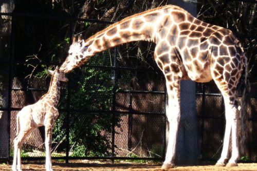 Perth Zoo
